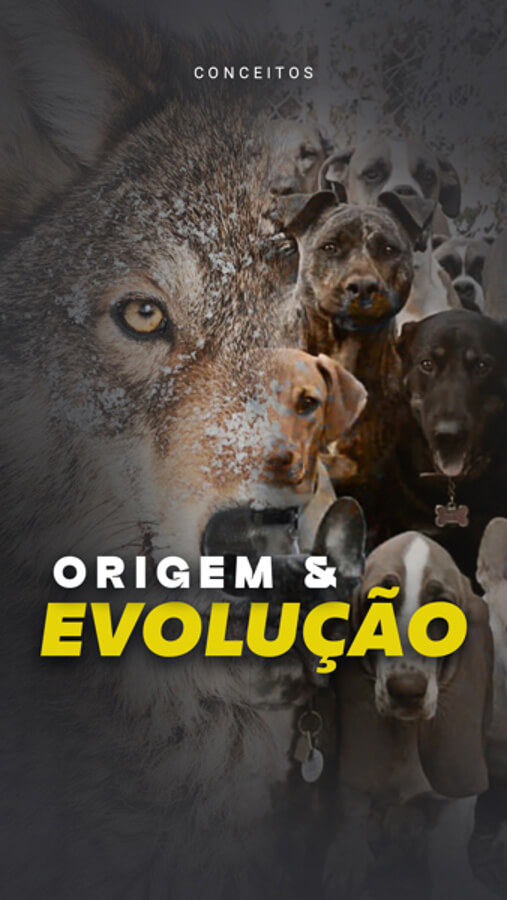 5 - Origem e evolução dos cães