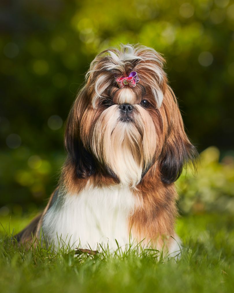 Tosa Shih Tzu