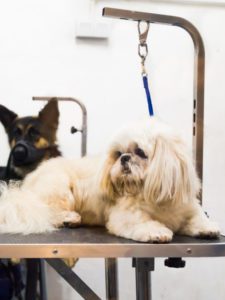 cropped-dogs-on-grooming-salon-table-ready-to-be-groomed-2021-09-01-23-02-54-utc-scaled-2.jpg