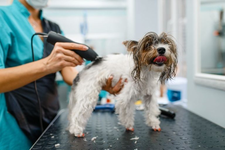 curso de tosador de cães